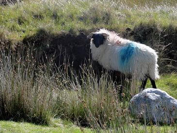 connemara